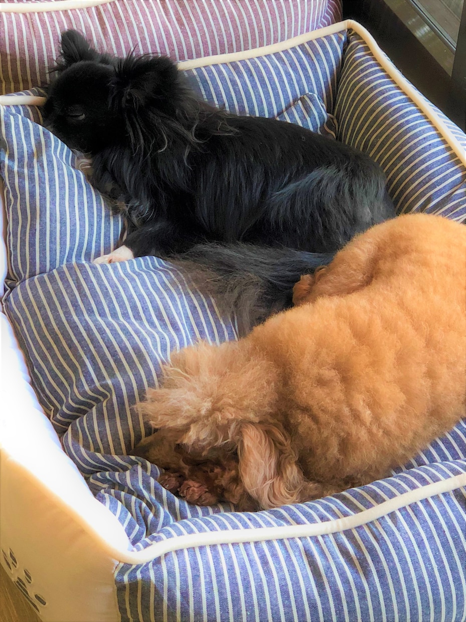 経験豊富な犬のスペシャリストがお悩み解決します 年間800件以上のお悩みに対応中♪丁寧に解説いたします。 イメージ5