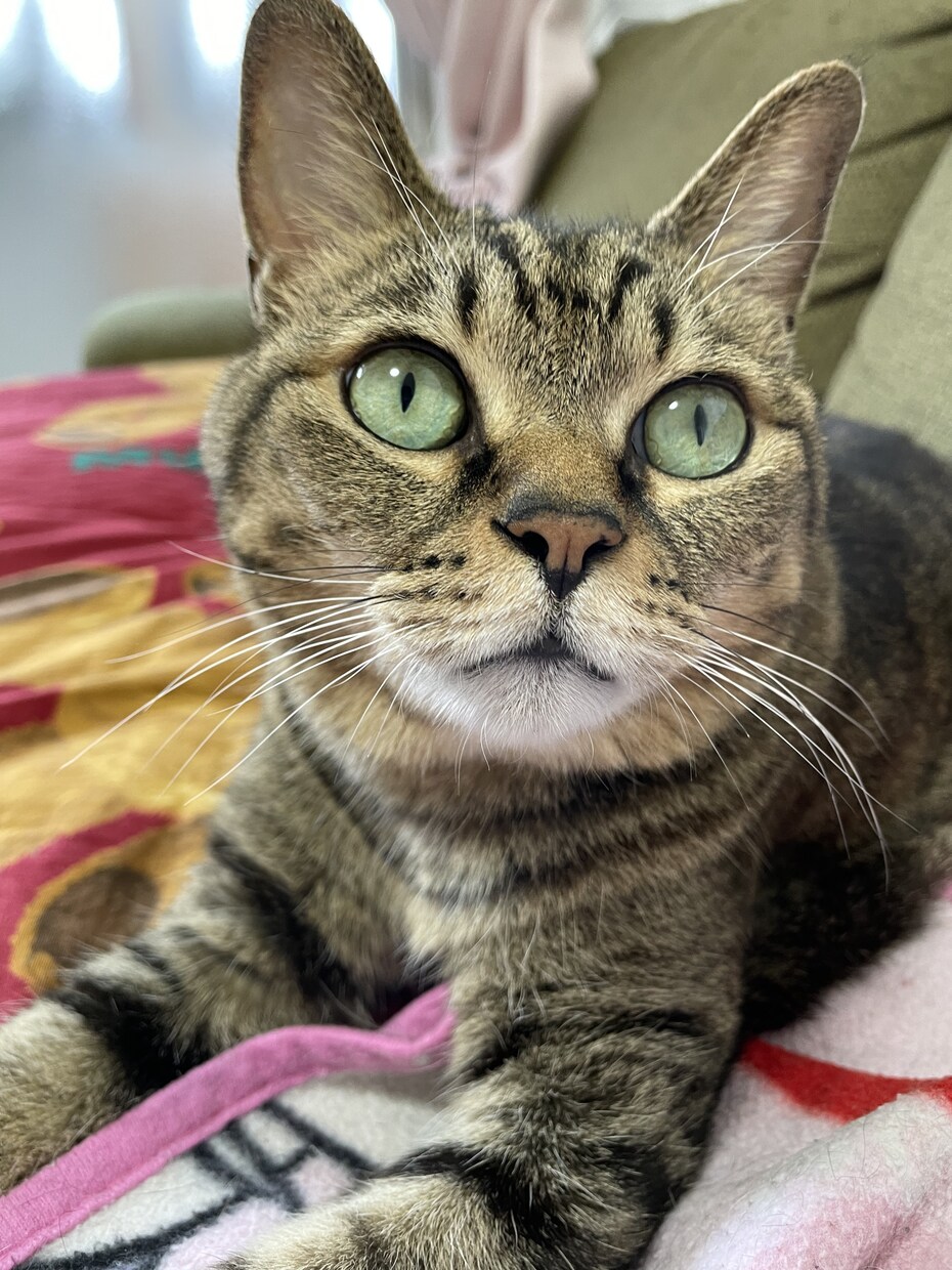 猫ちゃんの相談乗ります 赤ちゃん猫からシニア猫まで相談に乗らせていただきます。 イメージ2
