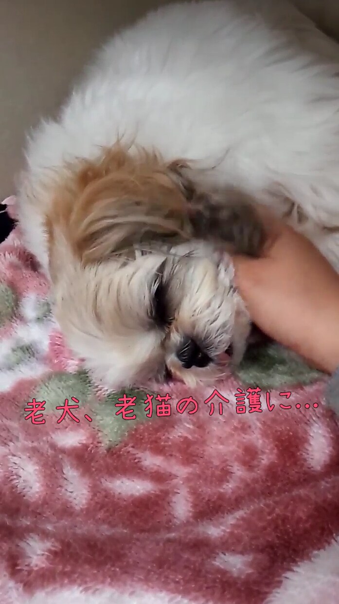わんちゃん猫ちゃんの飼い方の相談にお答えします 元動物看護師がしつけやご飯、病気等飼い主様の疑問に答えます イメージ5