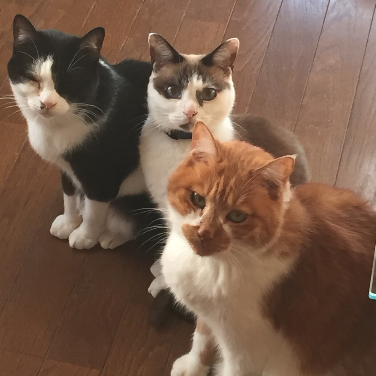 現役猫ボラが猫の多頭飼育の相談にのります 40匹の猫と暮らす現役猫ボラがあらゆる問題を解決に導きます イメージ6