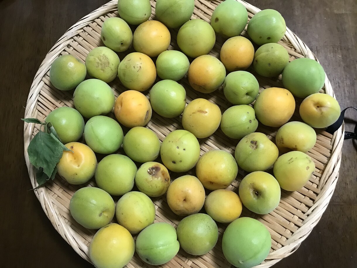 熟れて傷ついた落ち梅を使う美味しい梅甘煮を伝えます ちょっと待って、その処理の仕方❣️ イメージ1