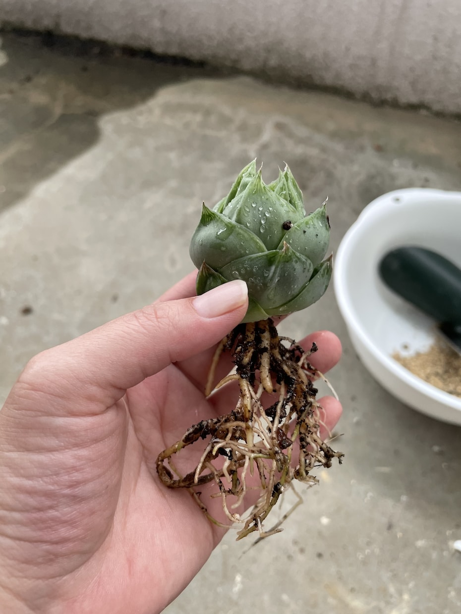 多肉植物植え替えについてアドバイスします 他の植物とは違う！？多肉の植え替えについて イメージ2