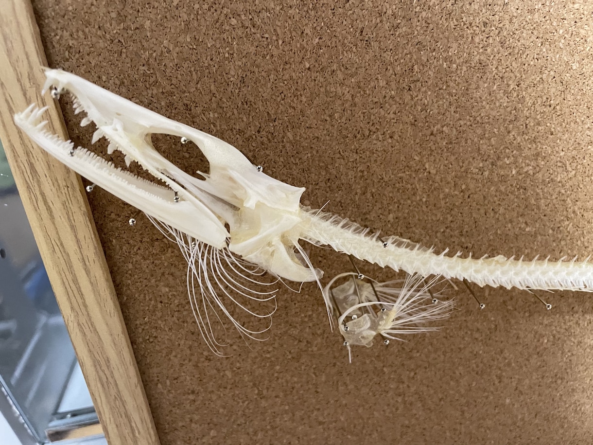 標本作ります 昆虫標本や骨格標本を作ります。 イメージ4