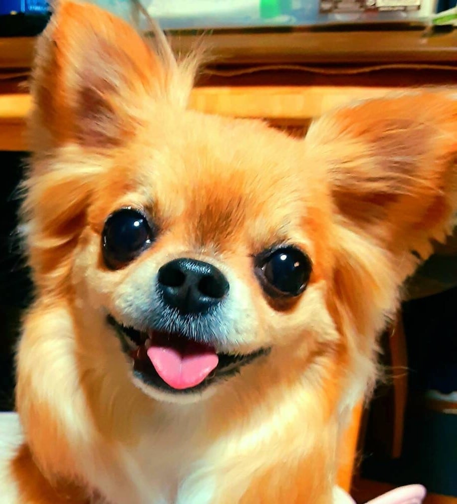 愛犬のための手作り食【リピーター様専用】になります ★リピーター様の専用サービスです★ イメージ1