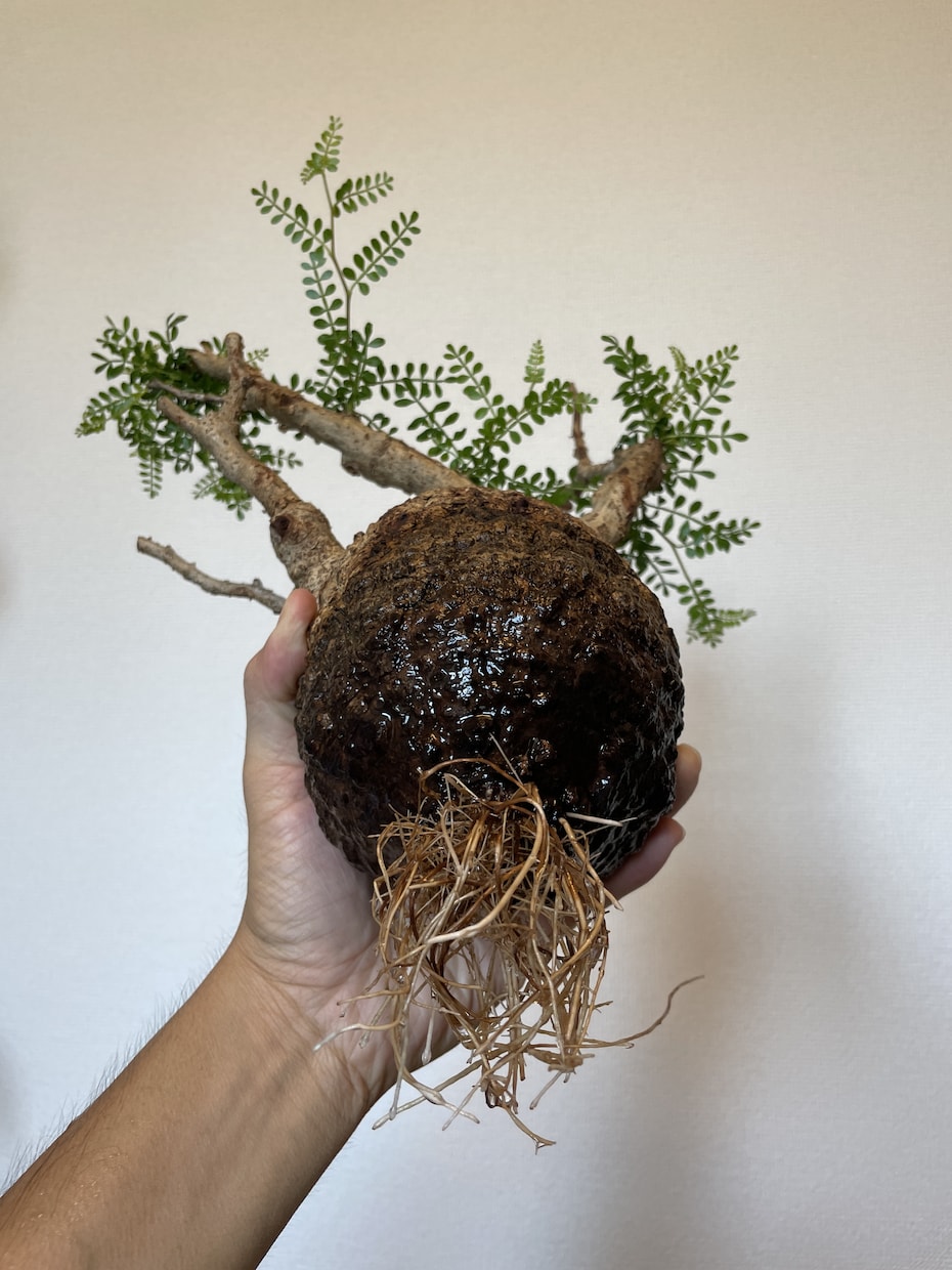 塊根植物のはじめかたをお伝えします 塊根植物(パキプスなど)を育てるための第一歩をサポートします イメージ1
