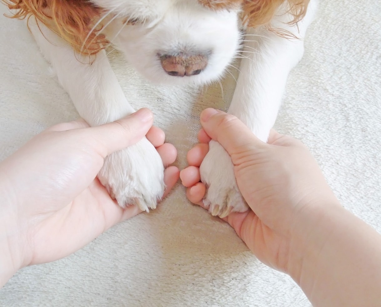 あなたが心から愛している大切なペットとお話しします 何を考えているの？もう一度話したい。ペットの気持ちを教えます イメージ9
