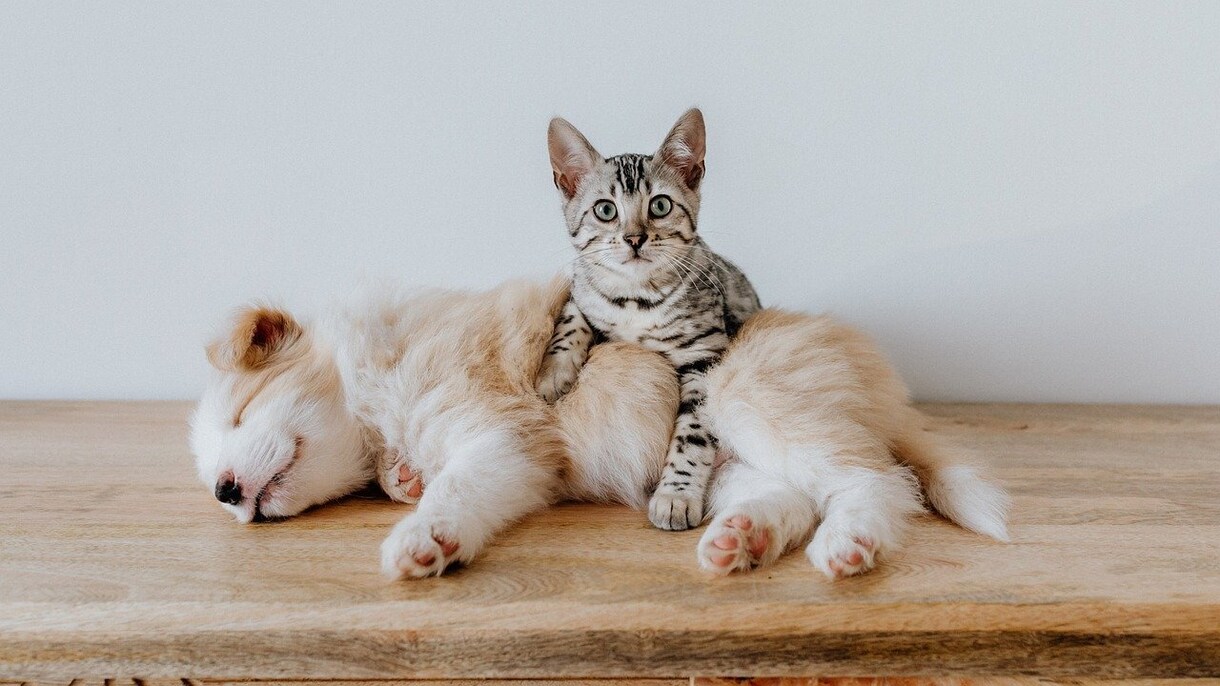 わんちゃんねこちゃんの相談にのります 現役の動物看護士があなたの家族の幸せをサポートします イメージ1