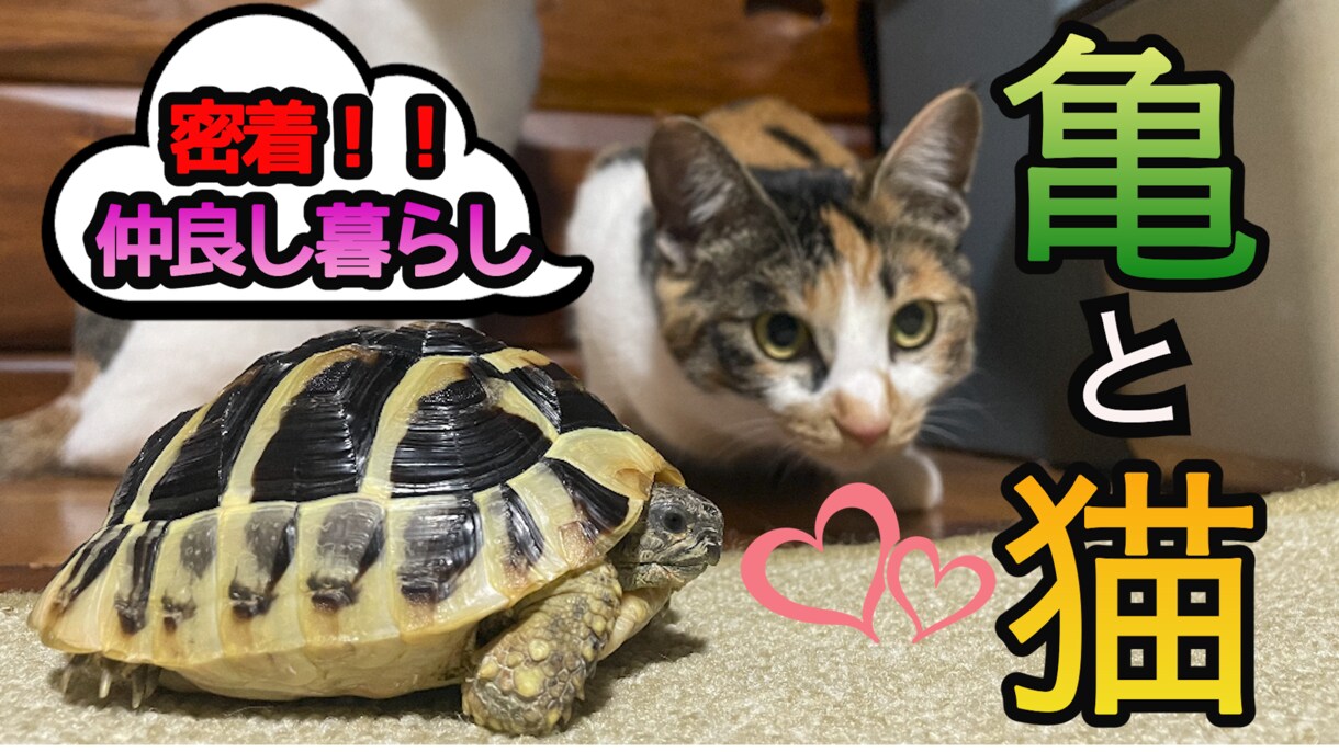 幅広い用途の動画制作いたします 〜経験を積むためモニター価格にて提供中〜 イメージ4