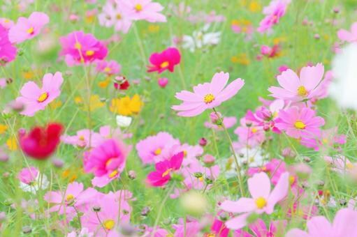 外出の少ない高齢者様 ！とことんお話し聴きます 現役介護士、私が優しく親身に寄り添います イメージ6