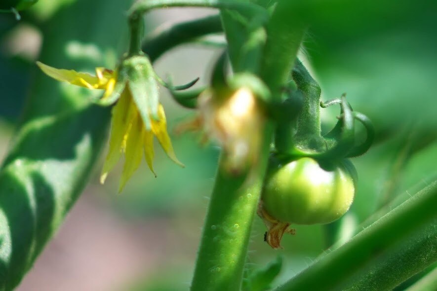 ベランダ菜園・家庭菜園をプロデュースします 初心者OK！必要な資材から育て方まで一括サポート！ イメージ4