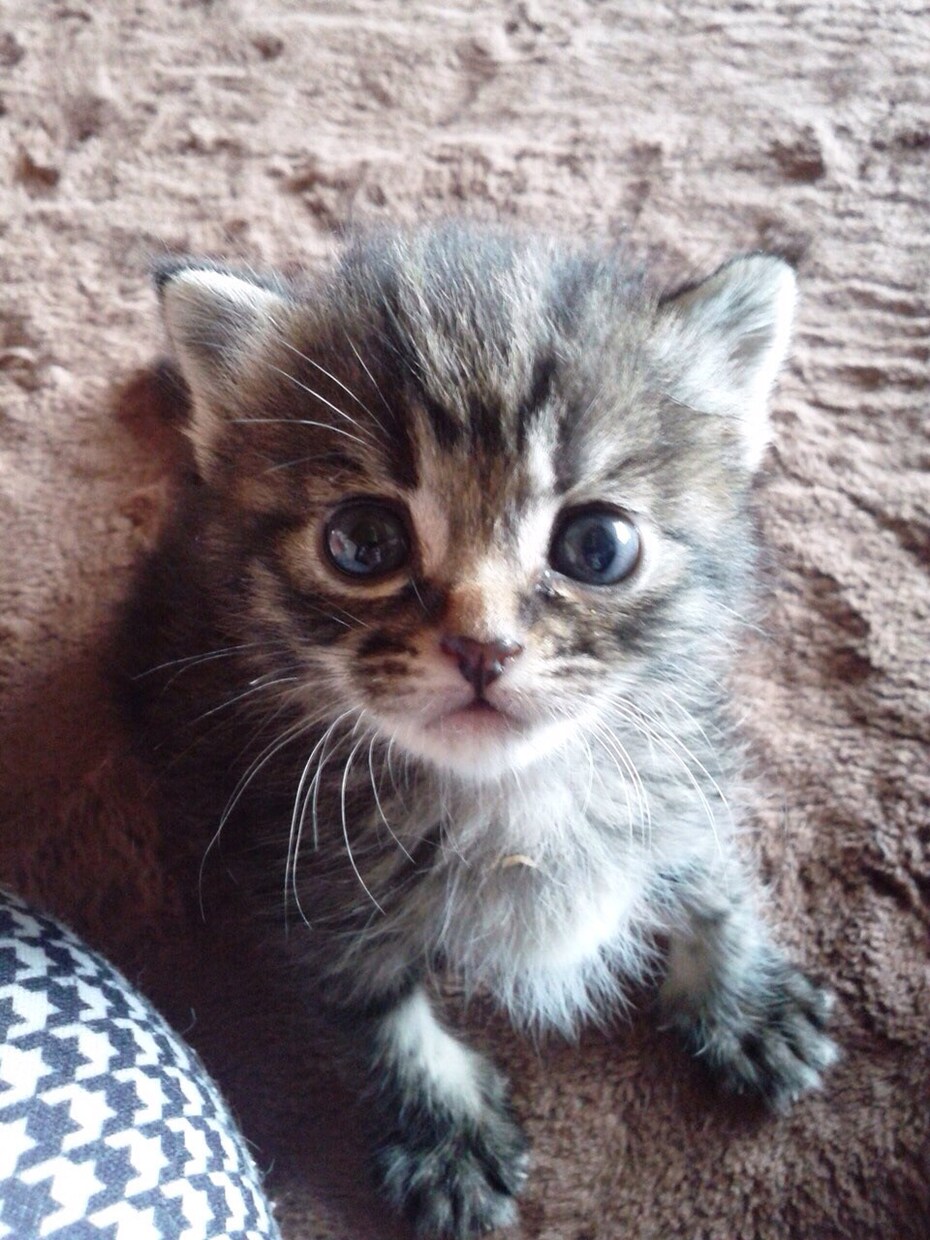 犬、猫の里親探しアドバイスします 里親探しの仕方がわからない方、お困りの方 イメージ1