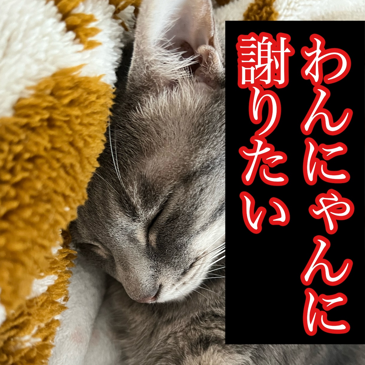 わんにゃんに謝りたい　聞きたい事伝えたい事承ります 保護犬猫と暮らす霊視占い師が、わんにゃんと魂のセッション イメージ3