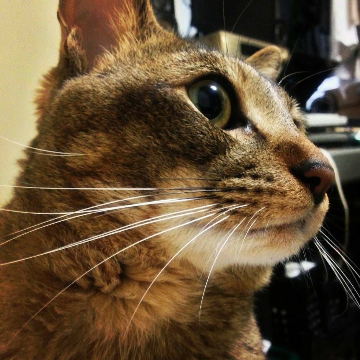 猫の飼い方、猫との生活 イメージ1