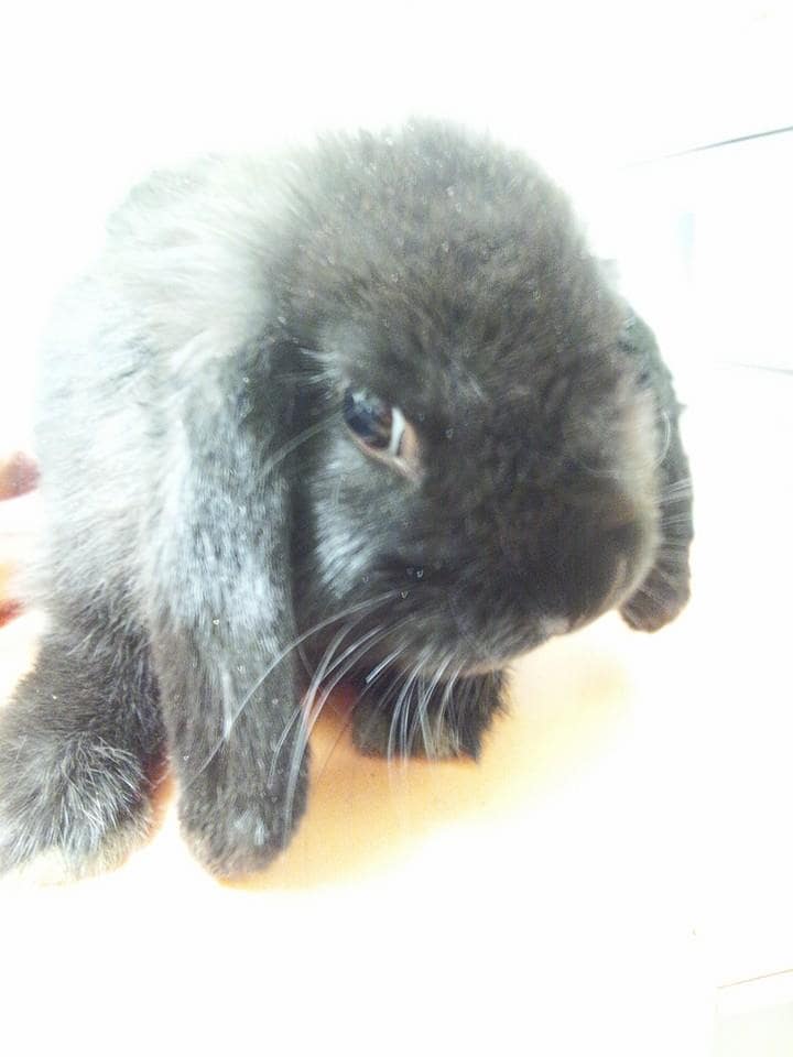 ウサギやフェレットなどのスモールペット飼育アドバイスいたします イメージ1