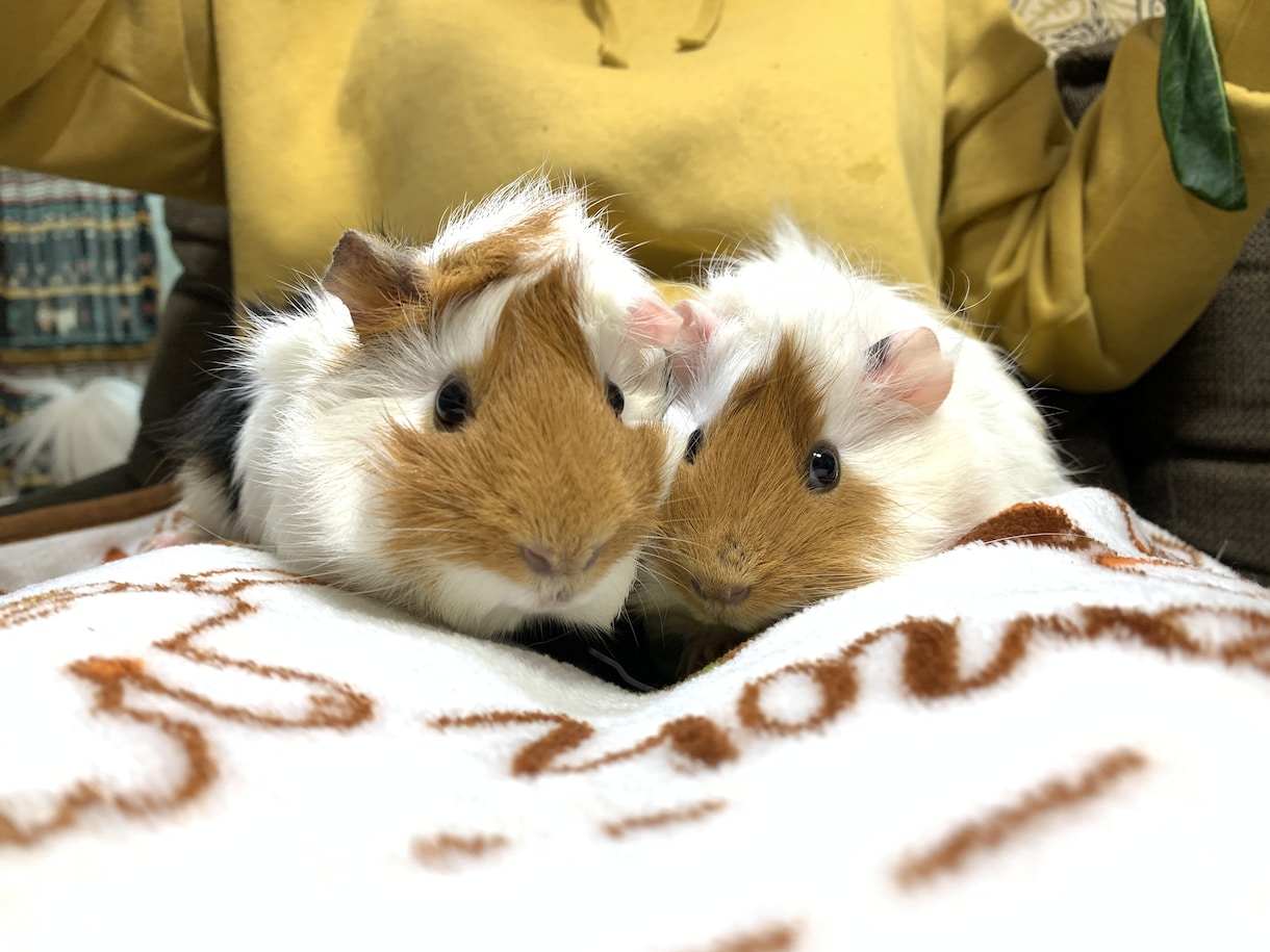 小動物を初めて飼う方、プロが一から教えます プロのペットショップ店員が小動物の飼育をサポート致します イメージ7