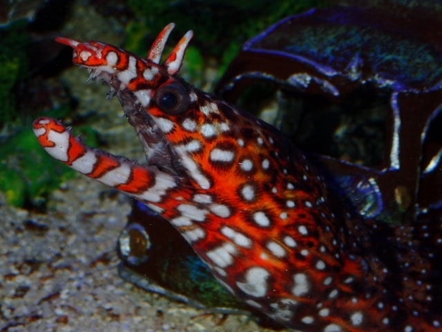 熱帯魚海水魚の飼育相談承ります アクアリウム歴20年以上の元アクアショップ店員アドバイザー イメージ1