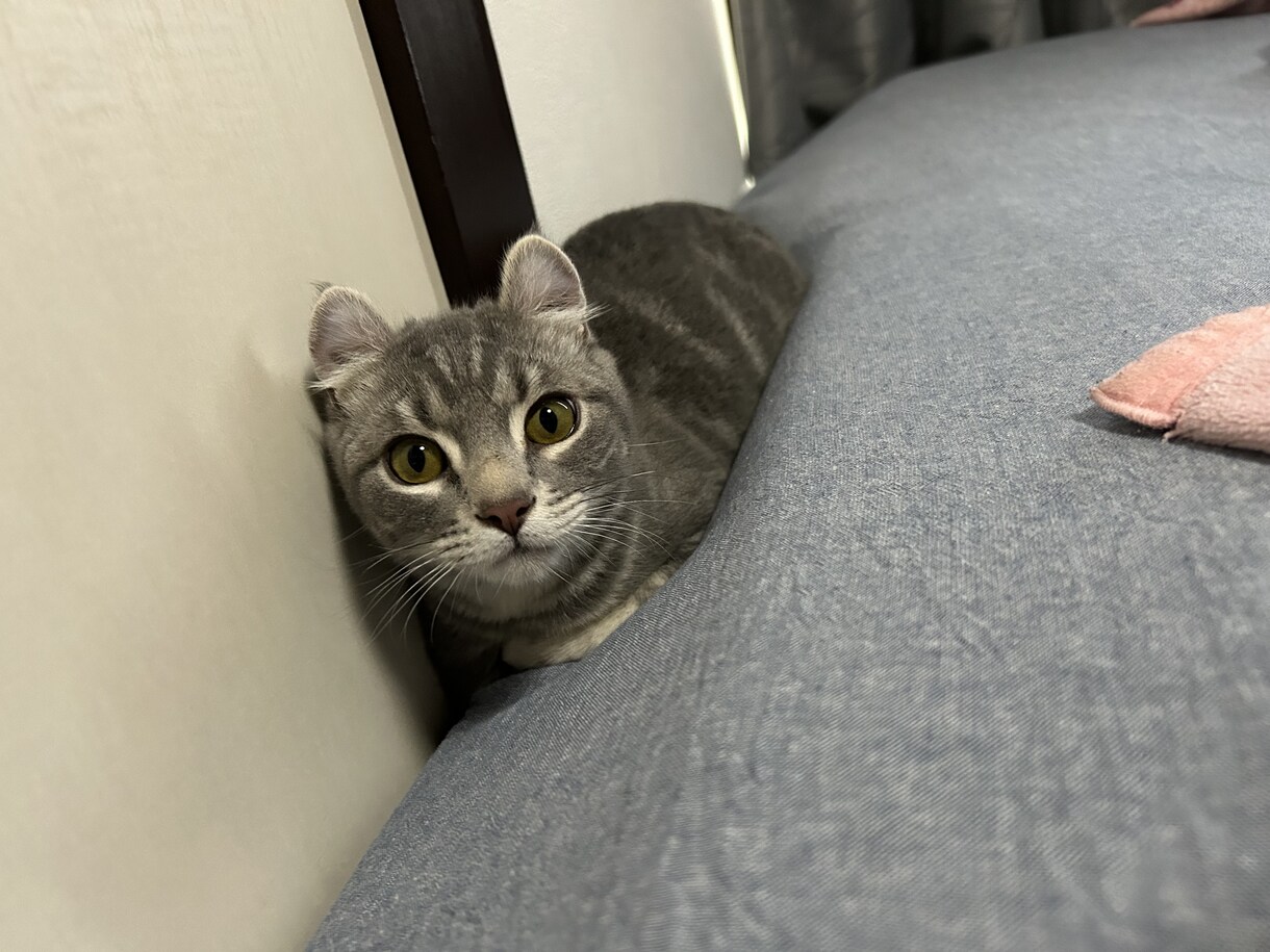 猫のぽむちゃんがあなたの話し相手になります 猫ちゃんとお話しして癒されていきませんか？ イメージ8