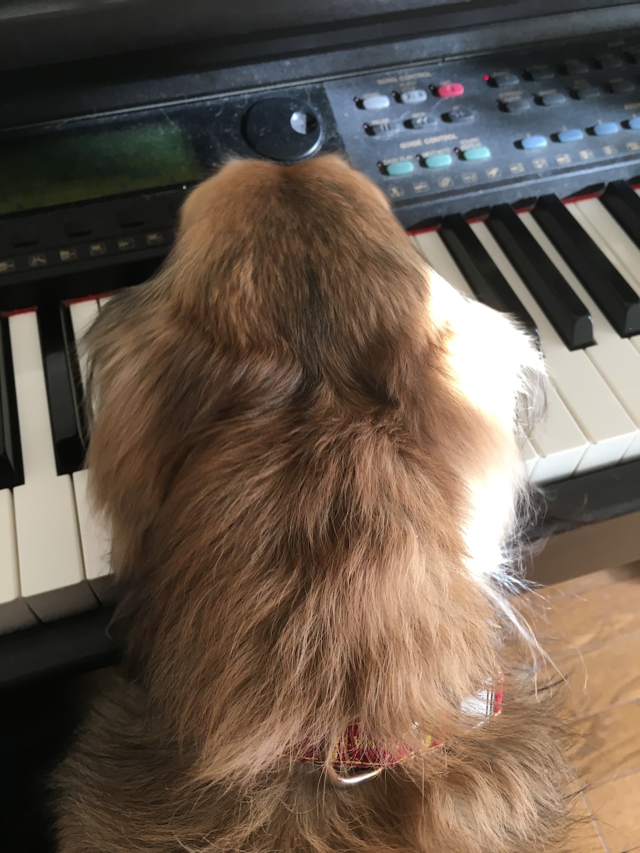 ピアノで歌や楽器の伴奏や演奏、アレンジを作ります ！コード譜のみ、楽譜が無くてもOK！様々なご要望に応えます。 イメージ2