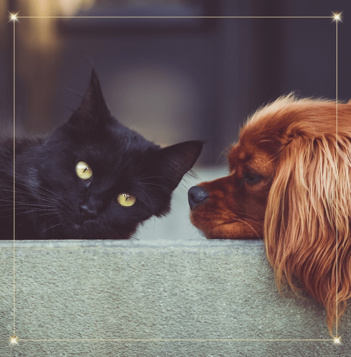 わかって！愛するペットの気持ち♡ヒーリングもします 受付停止中ですが、リピーターさんはDMでお問い合わせください イメージ9