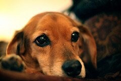 ベジタリアン犬を飼ってます。これから犬を飼おうと思っている人へのアドバイス  手作りご飯など。 イメージ1