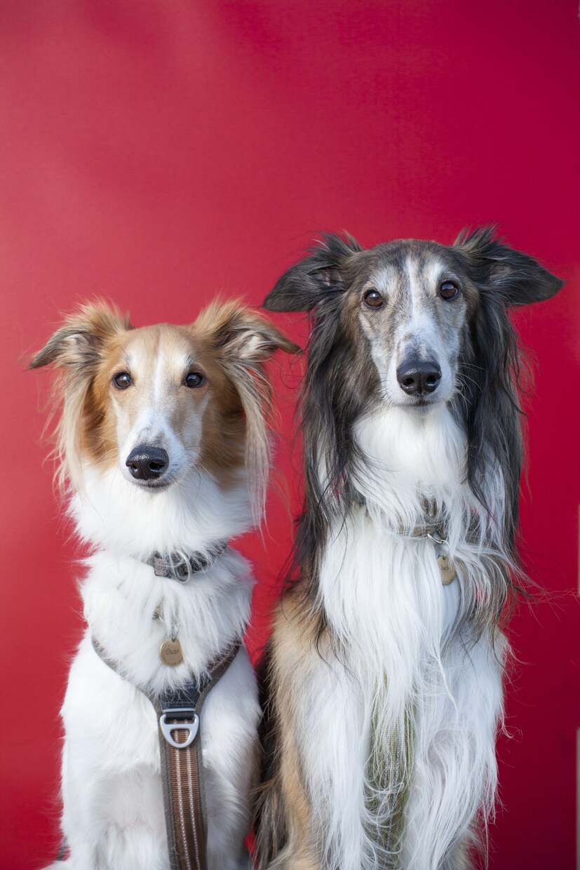 愛犬との家族写真ご自宅でもできます ご自宅でスタジオクオリティの家族写真を。 イメージ8
