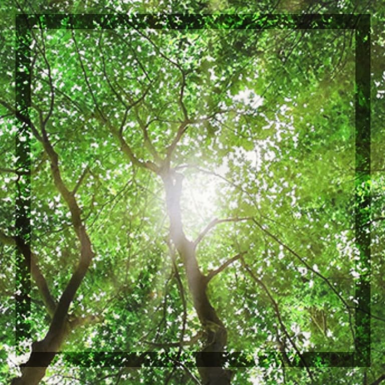 今のあなたを応援するアロマをお伝えします 精油(植物)のスピリットからのメッセージも受け取ります イメージ1