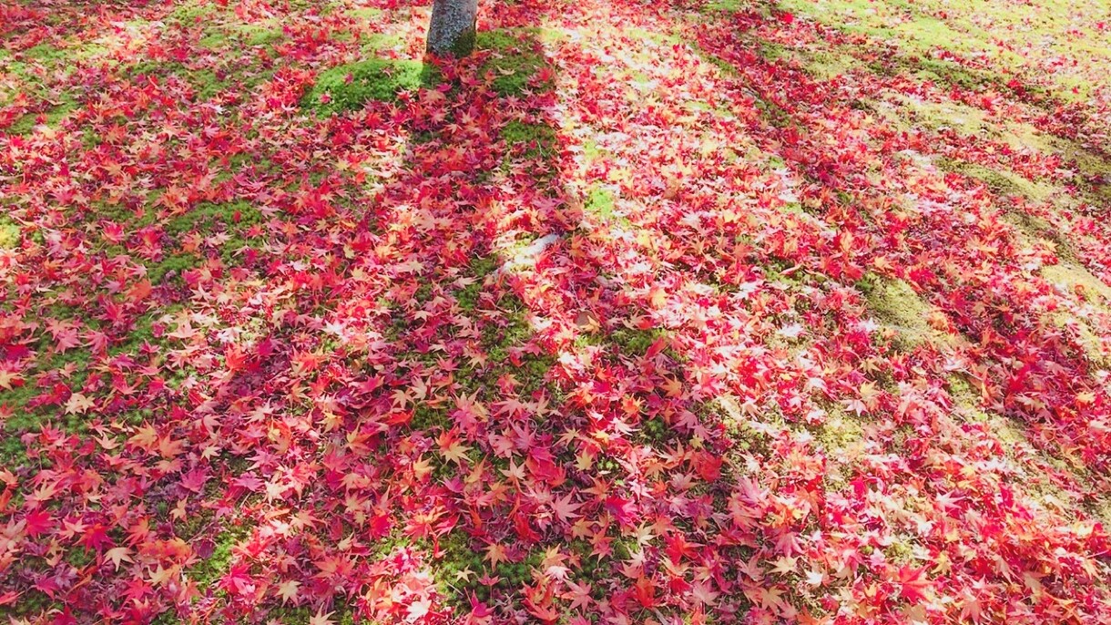 秋の背景や、写真など、提供します 背景、写真、など好きなあなたへ。 イメージ1
