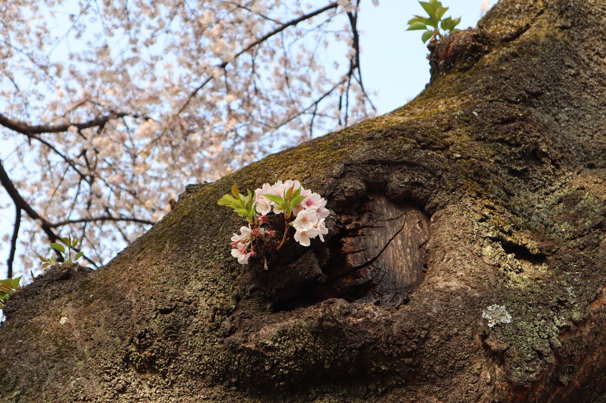 あなたの心に残るフォトをお届けします 自然体を生かし、一枚の写真で人の心を動かす写真家 イメージ3