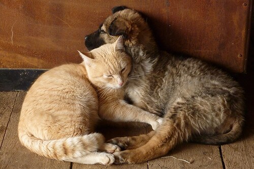 獣医師が犬猫との暮らしの疑問にお応えします 複数の動物診療施設に携わる現役獣医があなたの疑問に応えます！ イメージ1