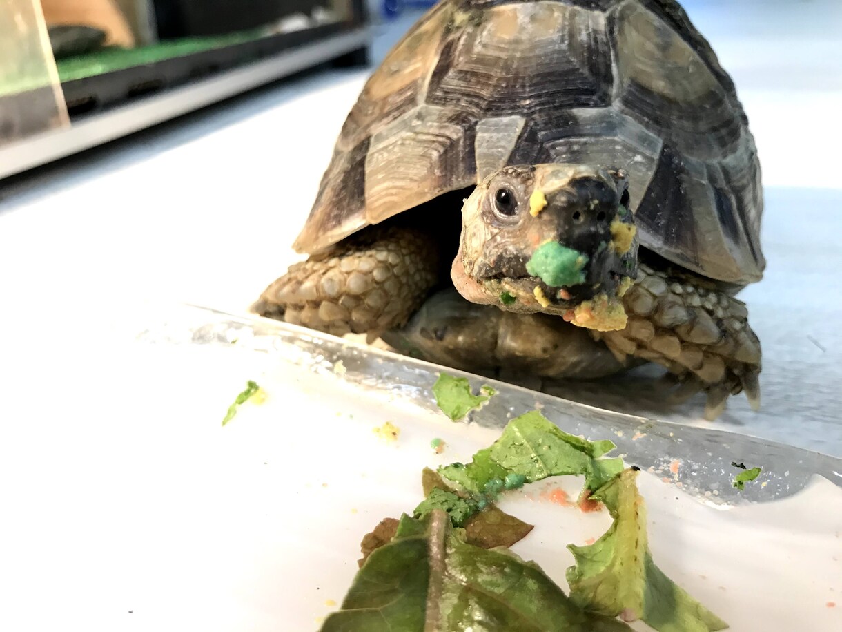 リクガメに関する相談乗ります 飼い方、餌、飼育環境のことなど繁殖のこと意外ならなんでも！ イメージ4
