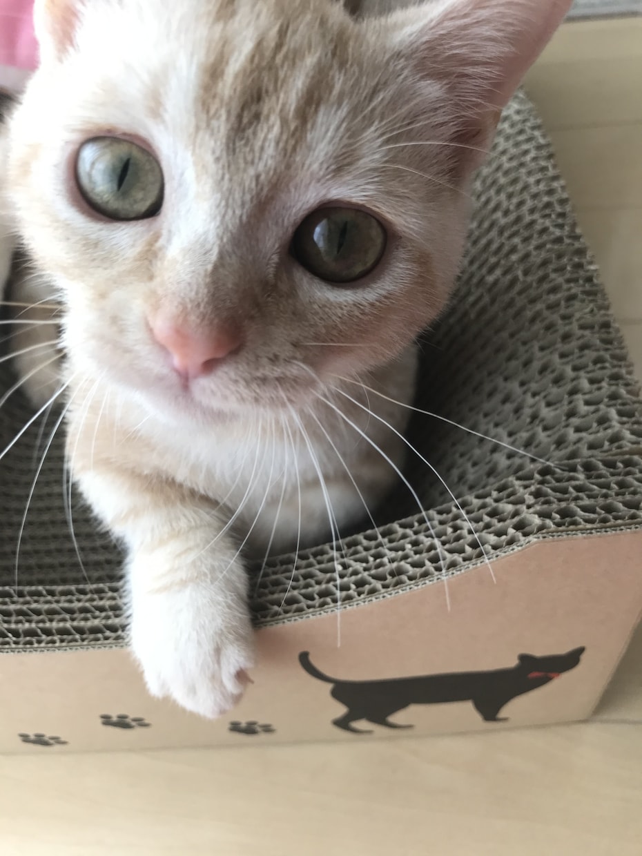 あなたの生きづらさ、一緒に書き換えます あなたの可能性を最大に広げるオンラインセッション(60分) イメージ1