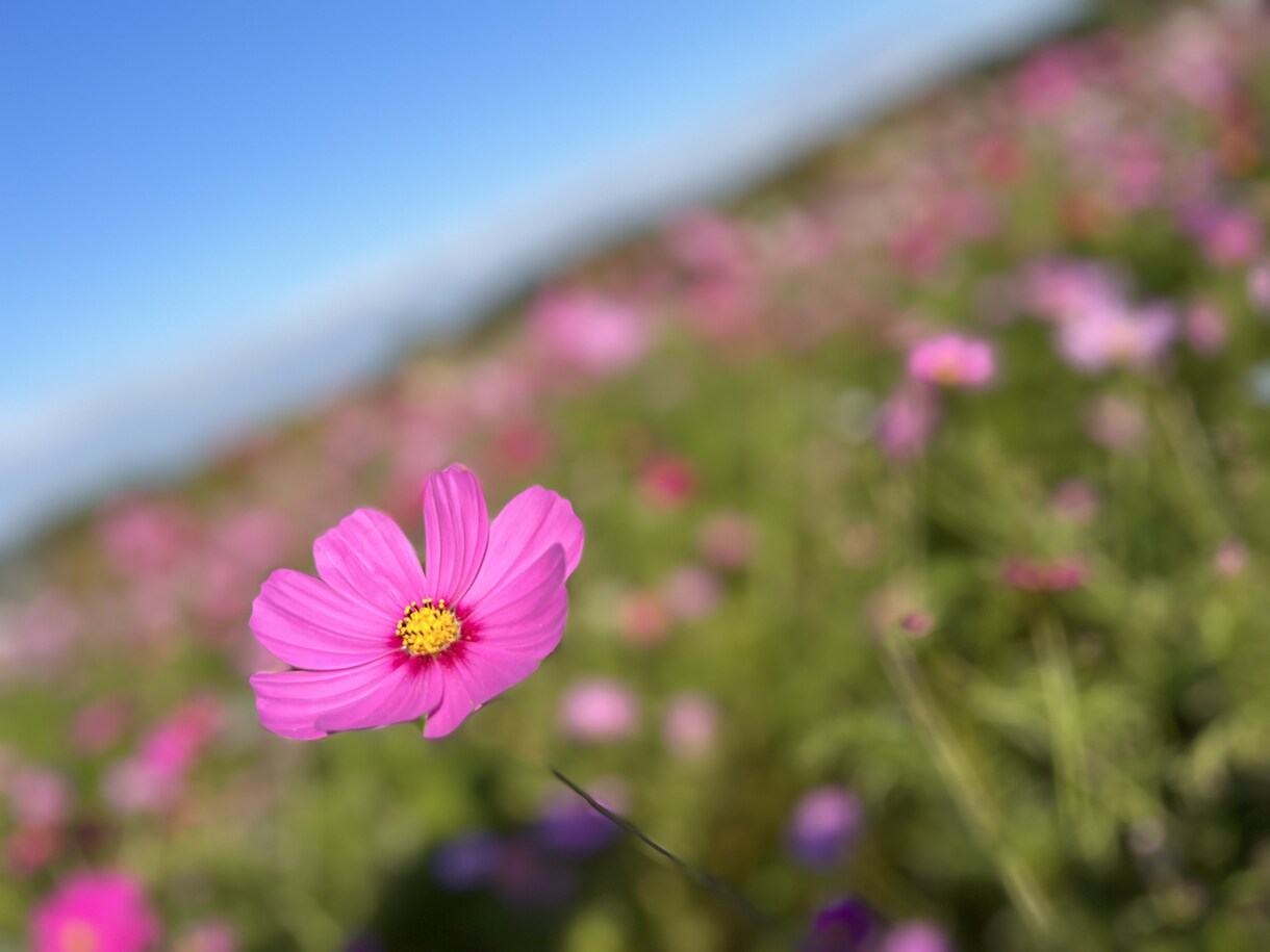 パニック発作の予期不安お話聞きます パニック不安を抱えての暮らし、寄り添います^ ^✴︎ イメージ1