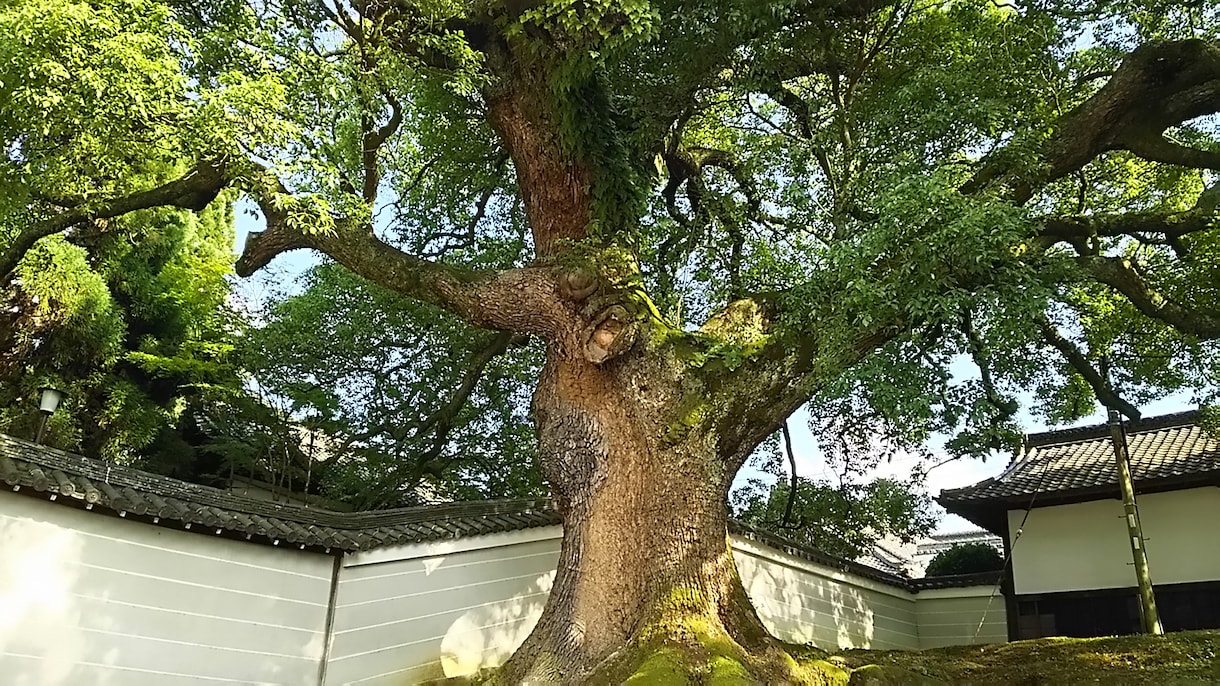 宣言、報告のやりとりします 一人ではなかなか取りかかれないあなたへ【片付け、タスク編】 イメージ1