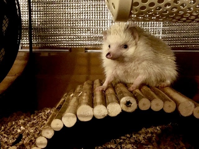 ハリネズミの飼い方の相談うけます これから飼いたいと思っている方向け イメージ1