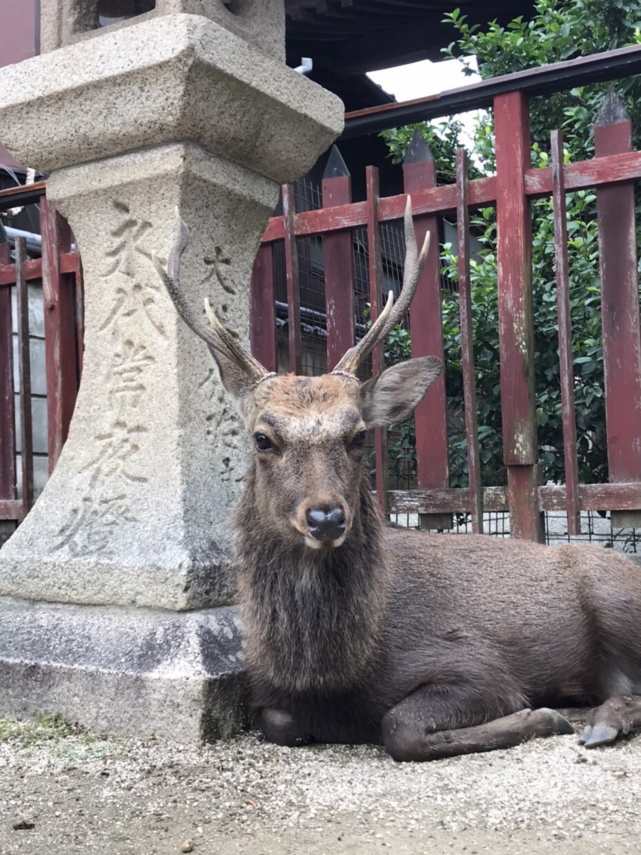 正しい神社　寺院への参拝方法伝受します 正しい神社、神社への参拝で運気が上がる様お手伝いします† イメージ3