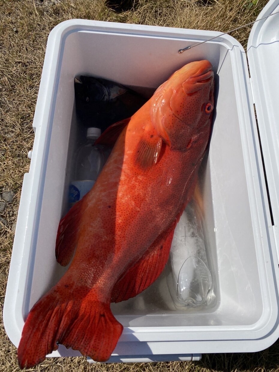 初めての魚突きをゼロからサポートします 経験者が安全な始め方と道具選びを丁寧にサポート イメージ2