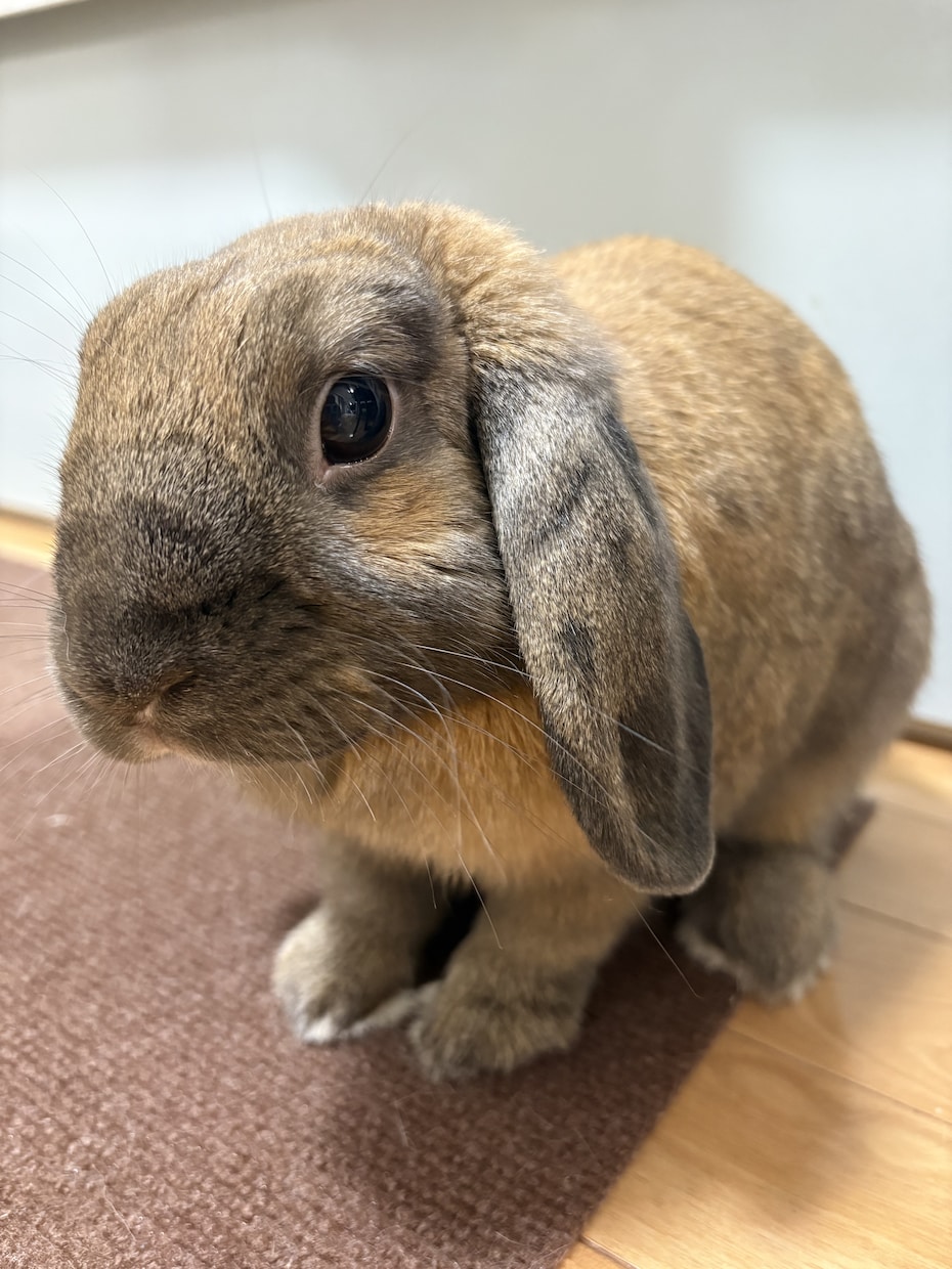 繊細で傷つきやすい心に寄り添います 苦しく辛いお話・吐き出し・お悩み何でもお話しして下さい。 イメージ2