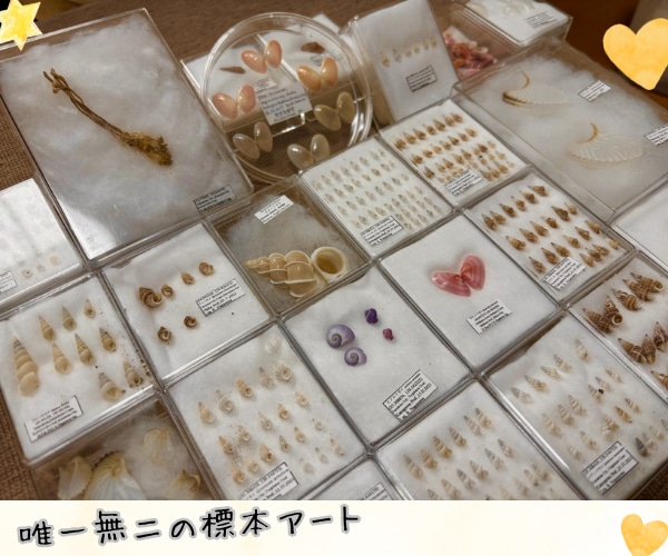 フルオーダーメイドで『昆虫標本』つくります 世界にひとつだけ。記録と記憶に残るをお手伝い♪ イメージ5