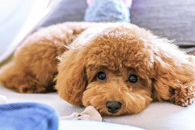 ペットに関するご相談承ります 動物に関する相談等、お悩み事に対しての解決策をお手伝いします イメージ5