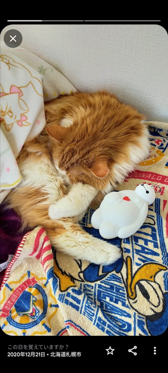 ペットの気持ちをお伝えします 霊感にて対象のペットちゃんと繋がりリーディング致します イメージ1