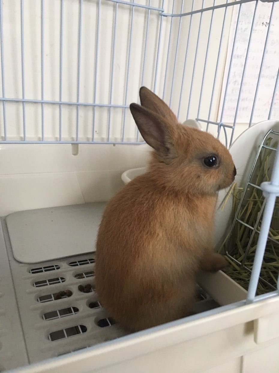 心理カウンセラーが心の悩み相談受け付けます 苦しい思いをしている方お待ちしております イメージ1
