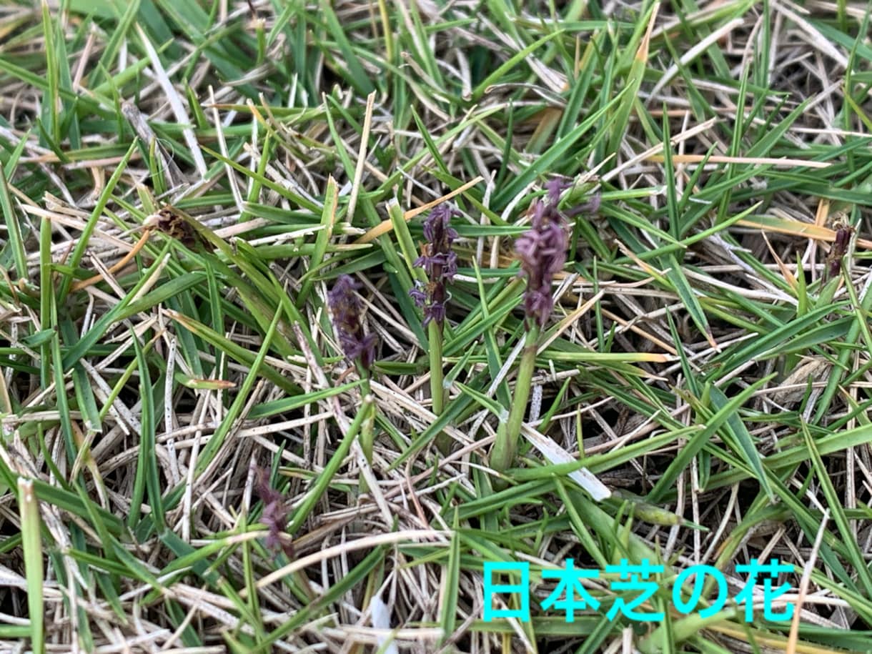 芝生のお悩み聞きます 野芝、コウライ芝、ティフトン、セントオーガスチンなどのご相談 イメージ3