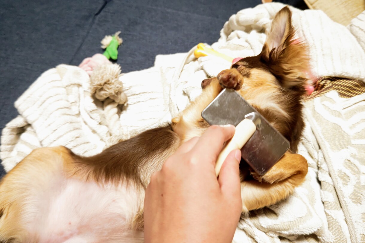 愛犬のお困り事相談に乗ります 愛犬のしつけやお困り事相談に乗ります。 イメージ1