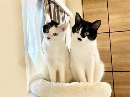 動物(セキセイインコ、猫)に関するお話しをします とくに、鳥さん猫ちゃんに関する情報です愛する家族の一員の為に イメージ2