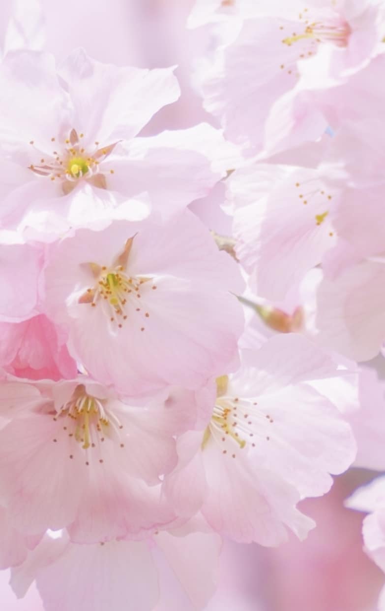 木花咲耶姫さま桜花ヒーリング　アチューメントします 眠っている才能の開花やヒーリングに！ イメージ1