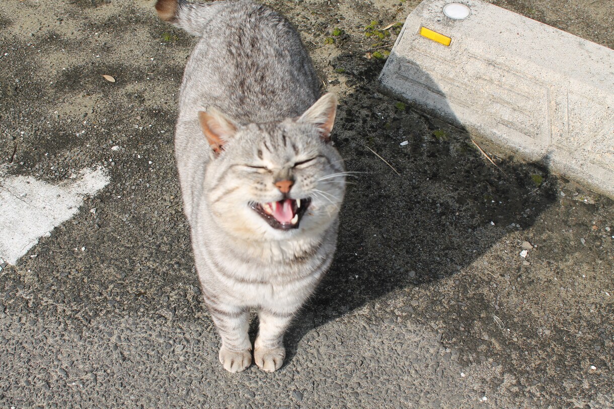 花、夕日、動物などの風景写真等を販売たいします 癒しが必要な方！素敵な写真をご提供します！ イメージ5
