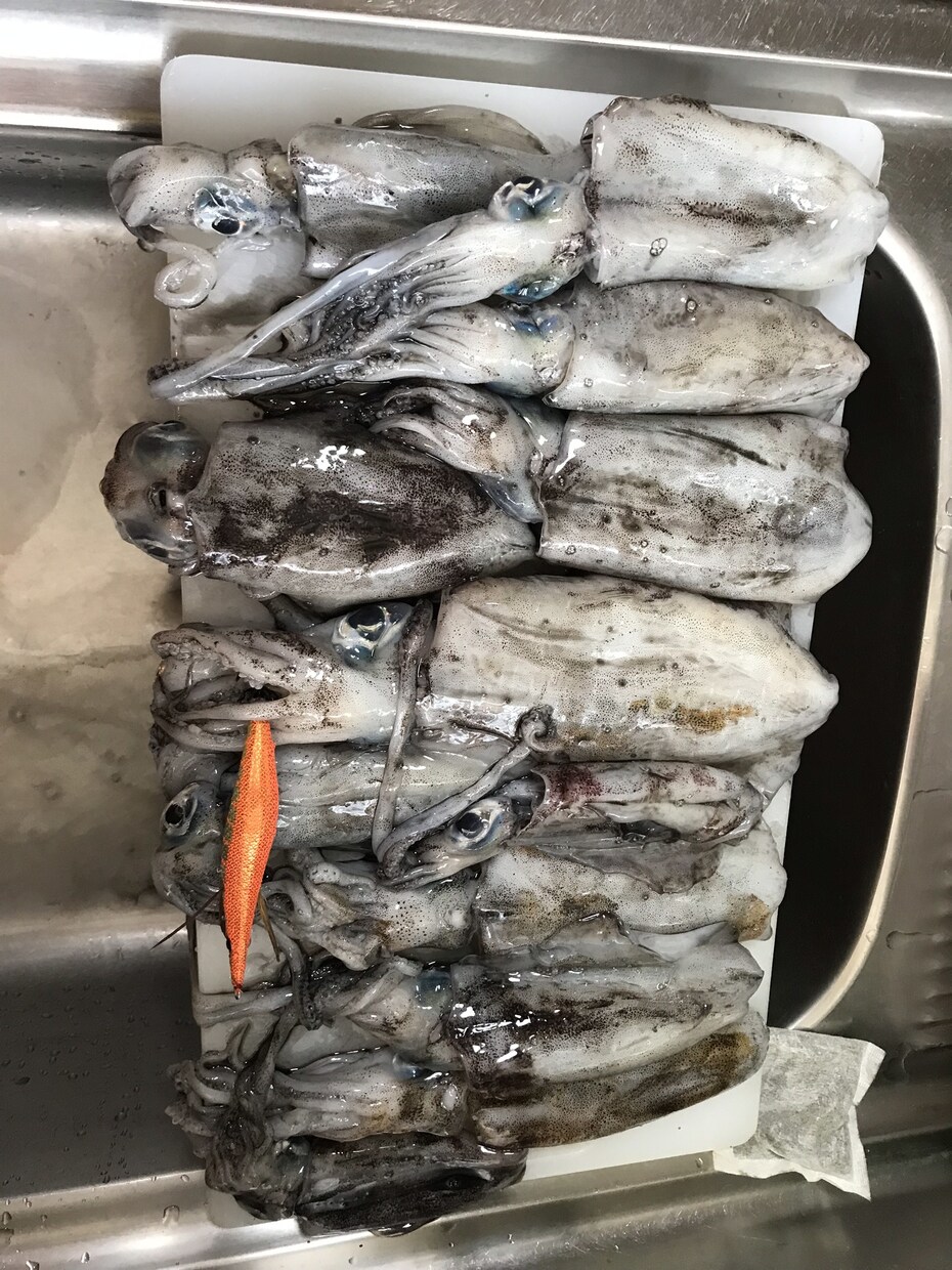 まず一杯アオリイカを釣るためのテクニック教えます 格安エギでも渋い日でもまず釣るためのテクニックです。 イメージ1