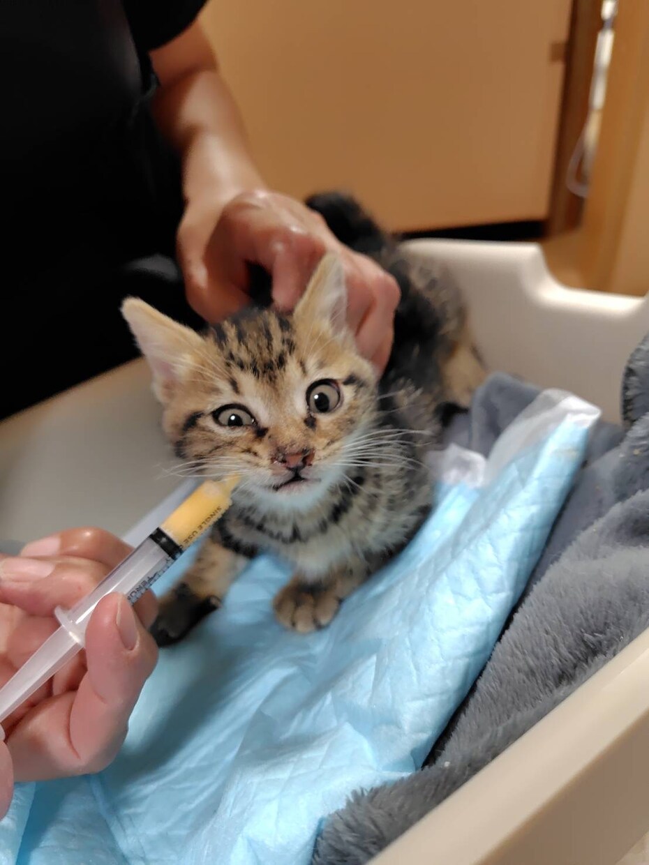 犬猫の介護・闘病がつらい方へ。何時間でも話聞きます 大変な時、つらい時にそっと寄り添います。犬猫の介護経験あり。 イメージ3