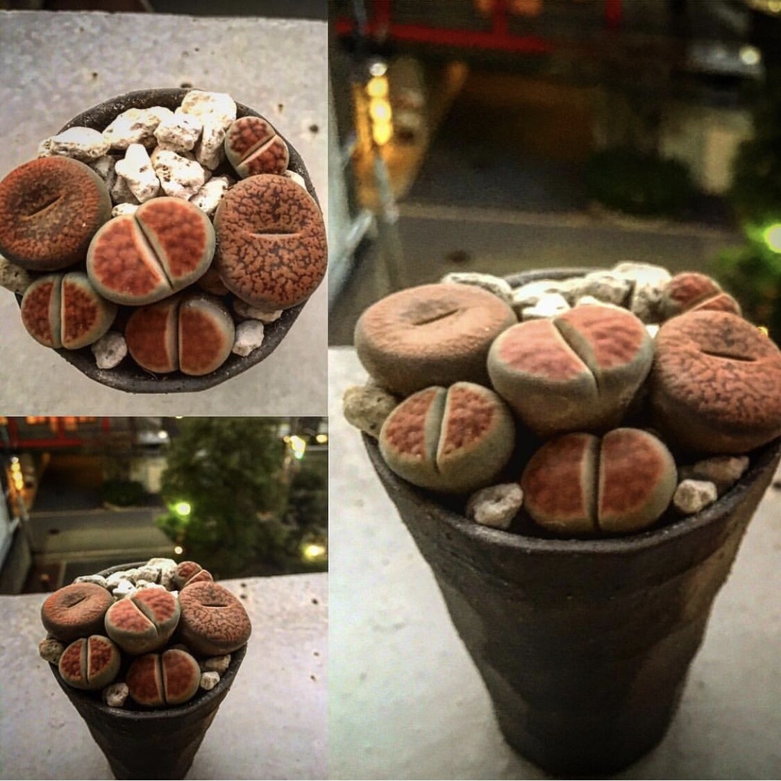 多肉の寄せ植え教えます プレゼントにもぴったりの多肉を寄せ植えしませんか！ イメージ7