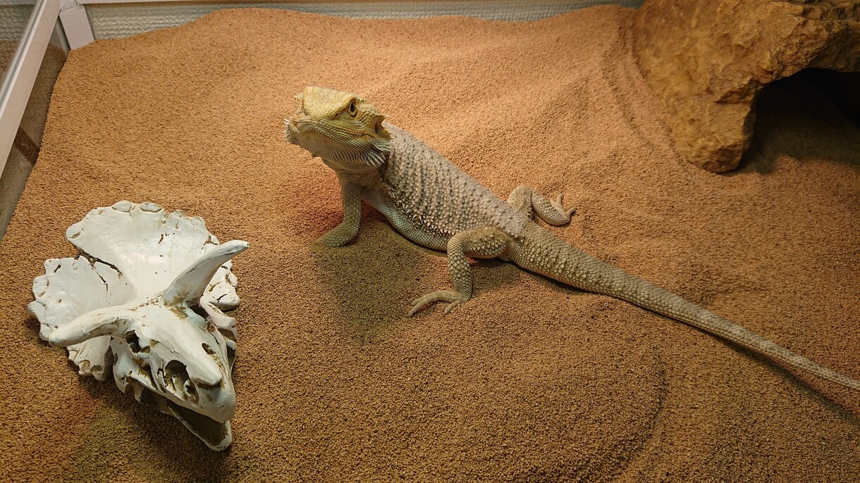 ペットの飼育相談何でも乗ります 飼育数100以上の経験を元に愛玩動物飼養管理士がアドバイス イメージ1